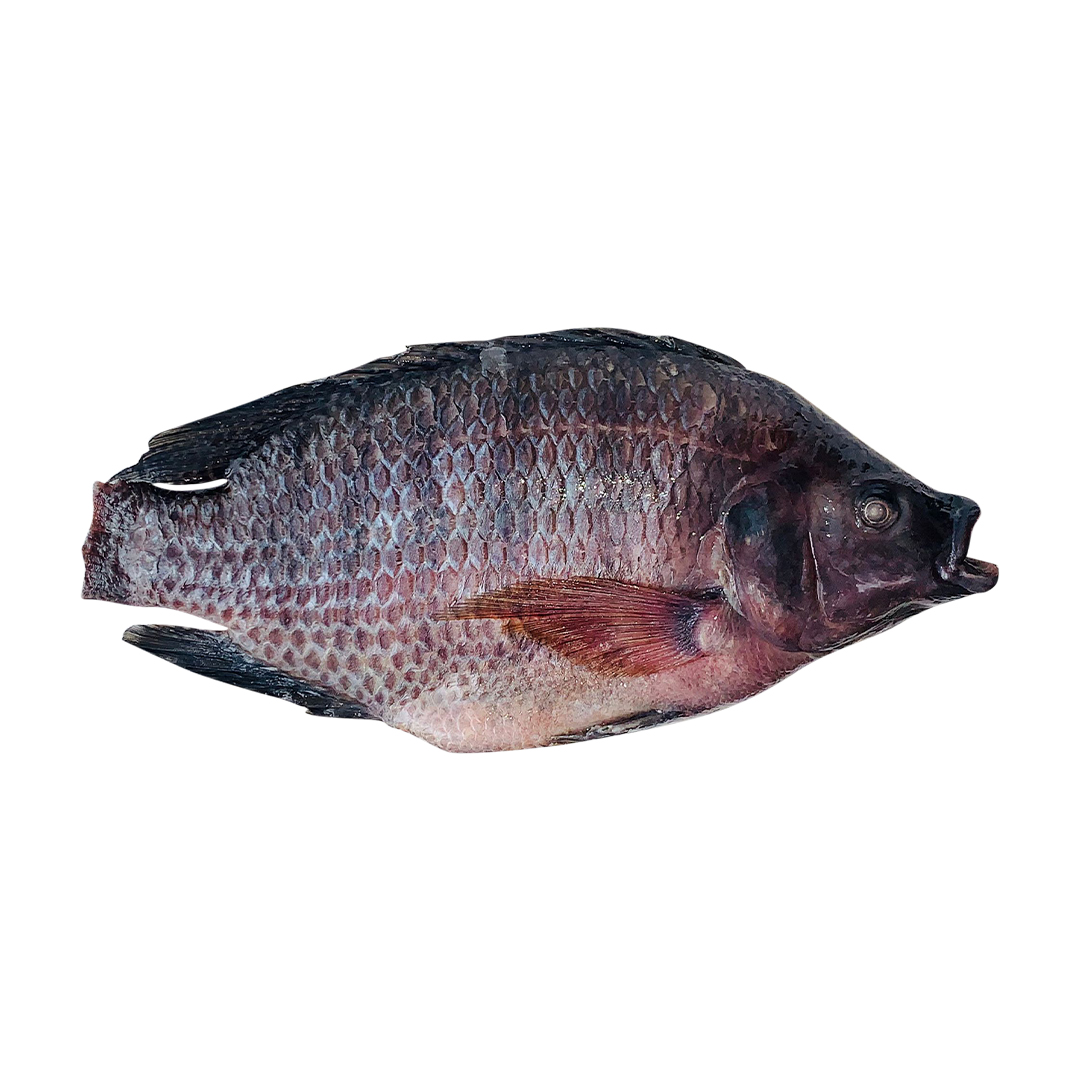 Tilapia vidé
