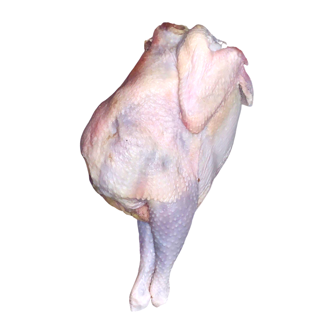 Poulet dur frais